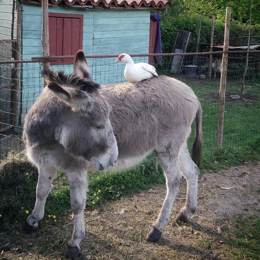 Cascina Corteprimavera, B&B Del Baliot Passirano Kültér fotó